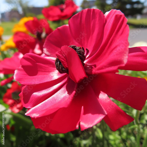 日本で春にラナンキュラスがピンクや赤の花を咲かせています