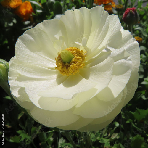 日本で春にラナンキュラスがピンクや赤の花を咲かせています