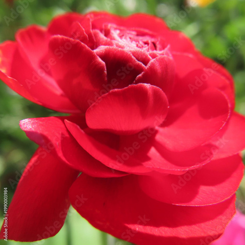 日本で春にラナンキュラスがピンクや赤の花を咲かせています