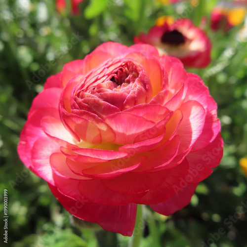 日本で春にラナンキュラスがピンクや赤の花を咲かせています