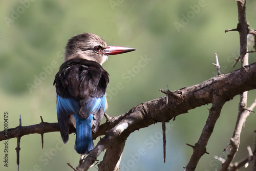 Bild auf Leinwand Braunkopfliest / Brown-hooded kingfisher / Halcyon albiventris