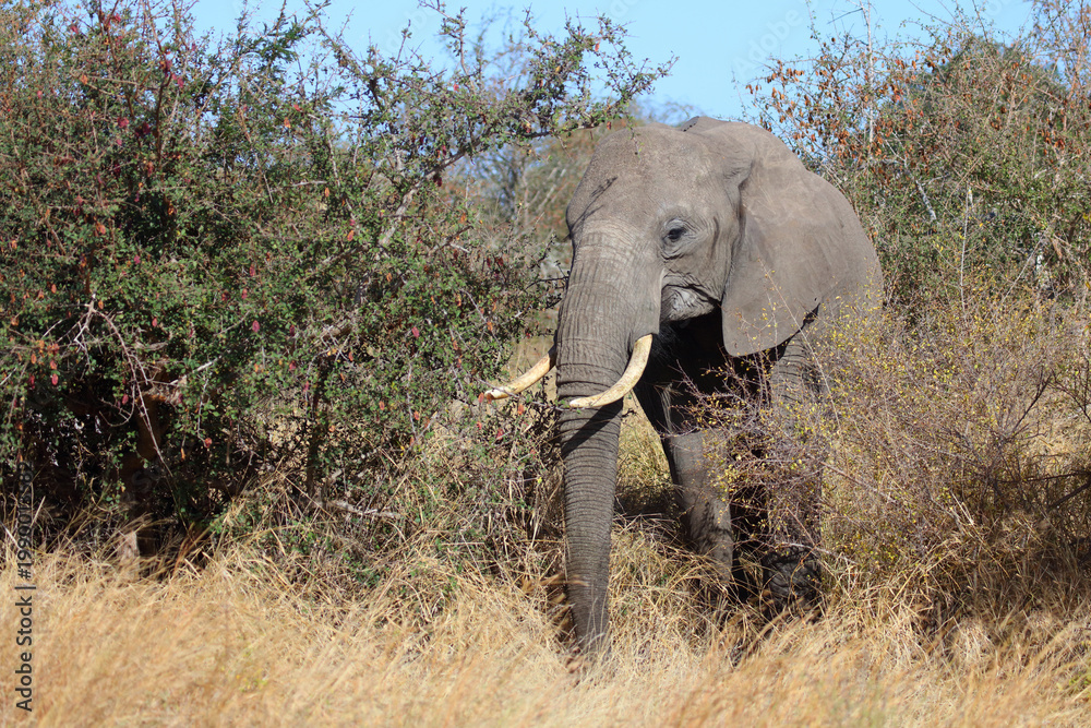 Obraz premium Afrikanischer Elefant / African elephant / Loxodonta africana