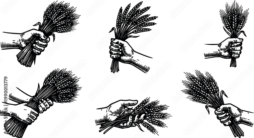 Fototapeta premium Black and white vintage hands holding bundles of wheat grain illustration set
