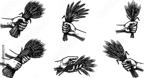 Black and white vintage hands holding bundles of wheat grain illustration set