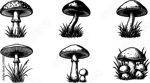 Black and white vintage mushroom illustrations with grass details set