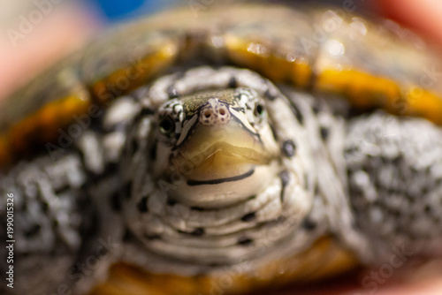 Fotografie Chesapeake bay diamondback terrapin turtle