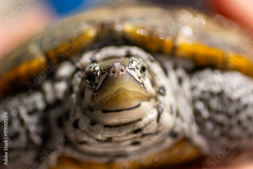 Konstfotografi Chesapeake bay diamondback terrapin turtle