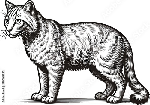 A black and white drawing of a standing cat
