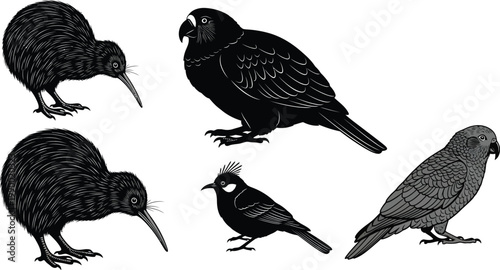 New zealand native birds silhouette collection with black and white bird species wildlife photography nature illustration animal illustration silhouette illustration wildlife ornithology