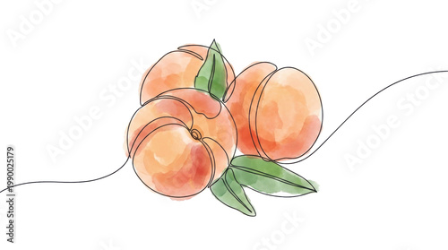 Continuous line art of peaches watercolor style on transparent background.
