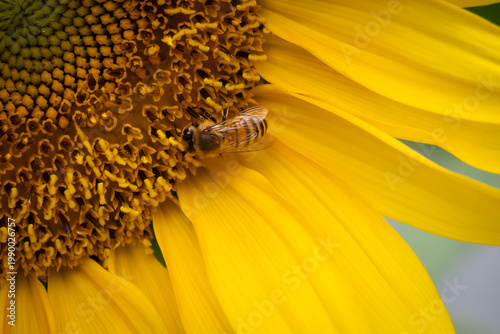 Fotografie Honey Bee Collecting Pollen on Sunflower Close Up