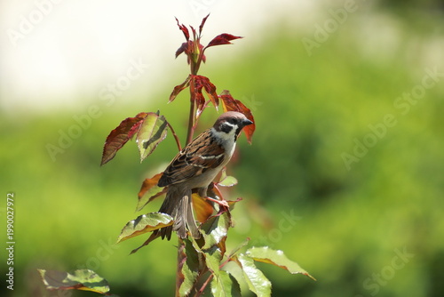 House Sparrow Perched on Rose Stem with Fresh Red Leaves