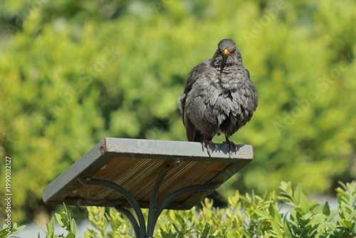 Blackbird Perched on Metal Sign in Urban Garden