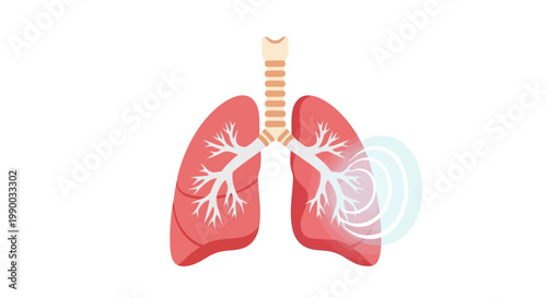 Human lungs with trachea and bronchi.