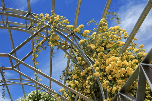 Yellow Climbing Roses on Metal Pergola Against Blue Sky