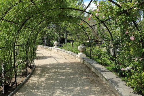 Garden Pergola Pathway Covered with Climbing Roses in Spring