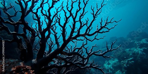Intricate black coral branching structure underwater,   antipathes,   anthozoa