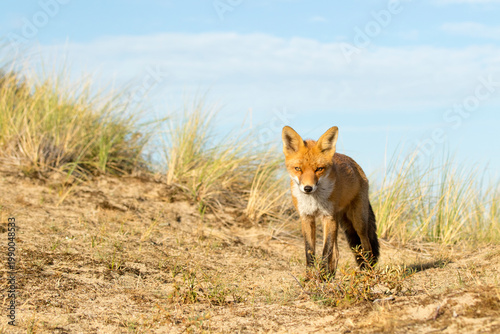 Foto Red Fox Vixen in the Dunes Against A Clear Blue Sky in A National Park