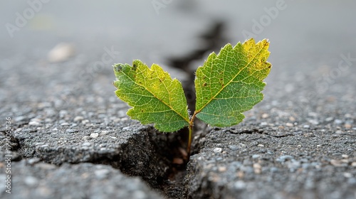 Close up Fresh Sprout Growing Through Cracked Asphalt Road Nature Concept