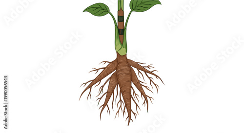 Botanical of a cassava plant showing green leaves and brown tuberous roots