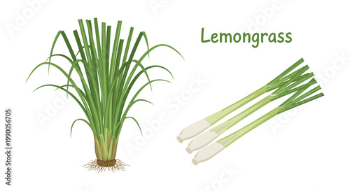 Fresh lemongrass stalks and a clump of grass with roots isolated on a white background