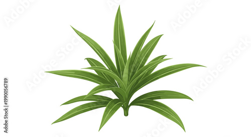 Green pandan plant with long pointy leaves isolated on a white background, for culinary