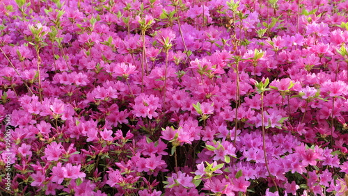 Pink Azalea Flowers in Full Bloom in April Garden