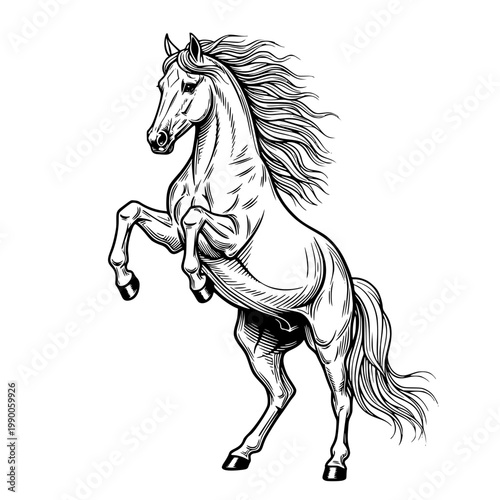 A horse rearing up on its hind legs Vector, illustration