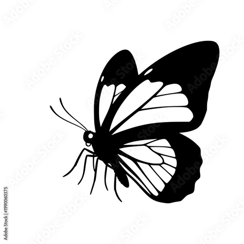 A black and white butterfly with open wings Vector, illustration