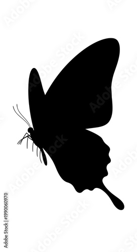 Black butterfly silhouette side view isolated on white background