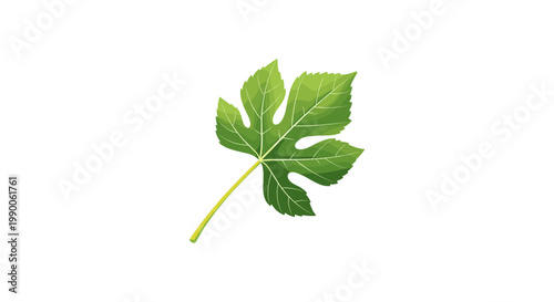 Single green fig leaf with distinct lobed shape and visible veins isolated on white background