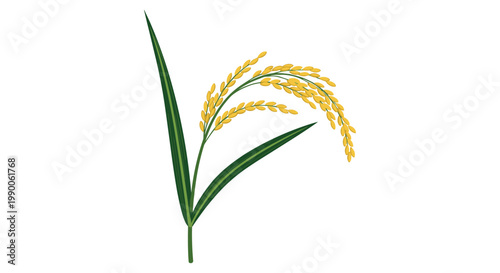 Single stalk of golden ripe rice with long green leaves isolated on a white background