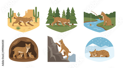 Wild bobcat animal vector set in diverse natural habitats showing desert, forest woods, fishing in river, den with cubs, rock climbing, and sleeping in winter snow landscape.