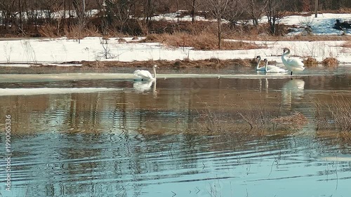 Returning to their native lands, swans swim in the spring meltwater of the floodplain meadows.