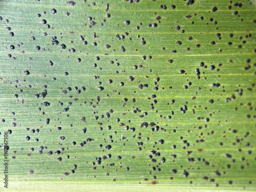 Maize leaf (Zea mays) infected with Tar Spot fungus (Phyllachora maydis) black lesions.