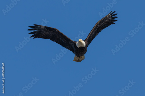 Closeup of a bald eagle in flight.