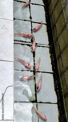 Gold fish swimming in the pond