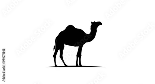 Black silhouette of a dromedary camel standing on white background