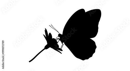 Black butterfly silhouette on a flower vector illustration