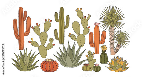 Collection of various cactus plants.