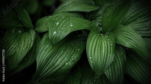 Closeup of Hosta Leaves with Water Droplets.