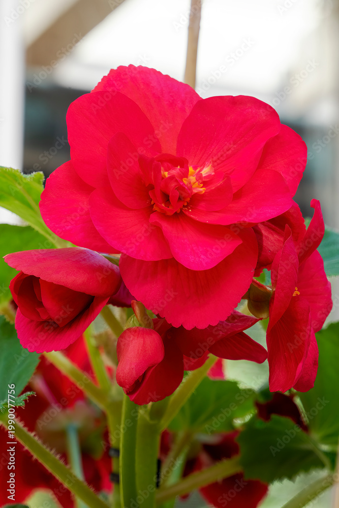 Obraz premium Close-up of a red flowering tuberous begonia