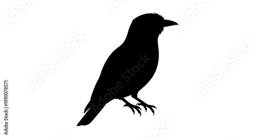 Black crow silhouette vector illustration isolated on white background