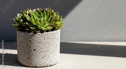 Vibrant Green Succulent Plant in a Textured Concrete Pot Bathed in Natural Sunlight