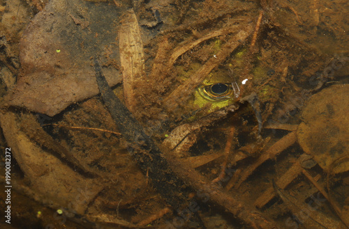 Can you find it? Only the eye of this American Bullfrog (Rana catesbeiana / Lithobates catesbeianus) is visible as it hides beneath detritus and leaves underwater of a pond. 