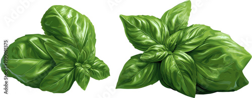 2 sets of green basil leaves on a white background, 3D vector illustration in hyper-realistic style.