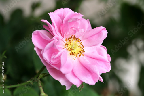 Bulgarian Rose (Kazanlak) | Damask Rose for Perfume Use