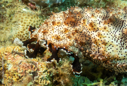 Spotted sea cucumber crawling across coral reef at Looc Beach Surigao City Philippines
