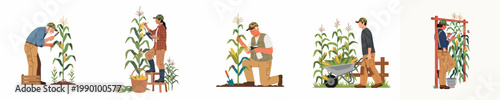 Set of diverse farmers and agricultural workers inspecting, monitoring, and harvesting corn plants in a field, flat vector illustration.