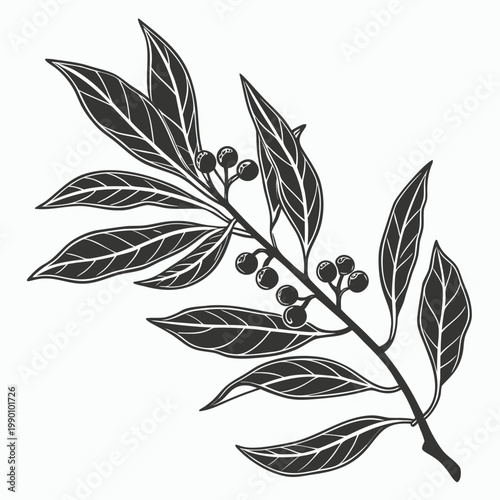 bay leaf silhouette vector on white